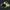 ###Lime Green